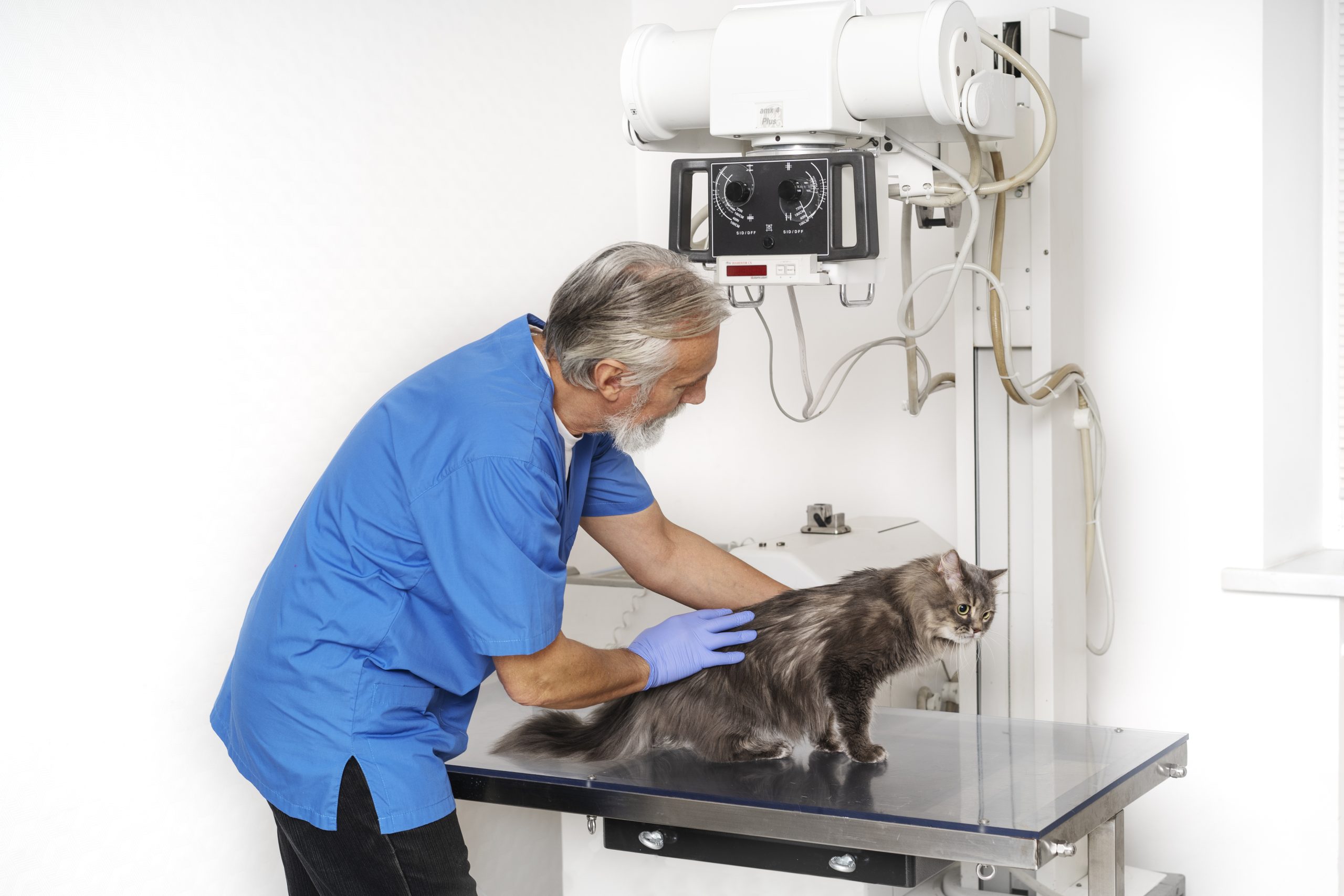 feche-o-medico-veterinario-cuidando-animal-de-estimacao (1)