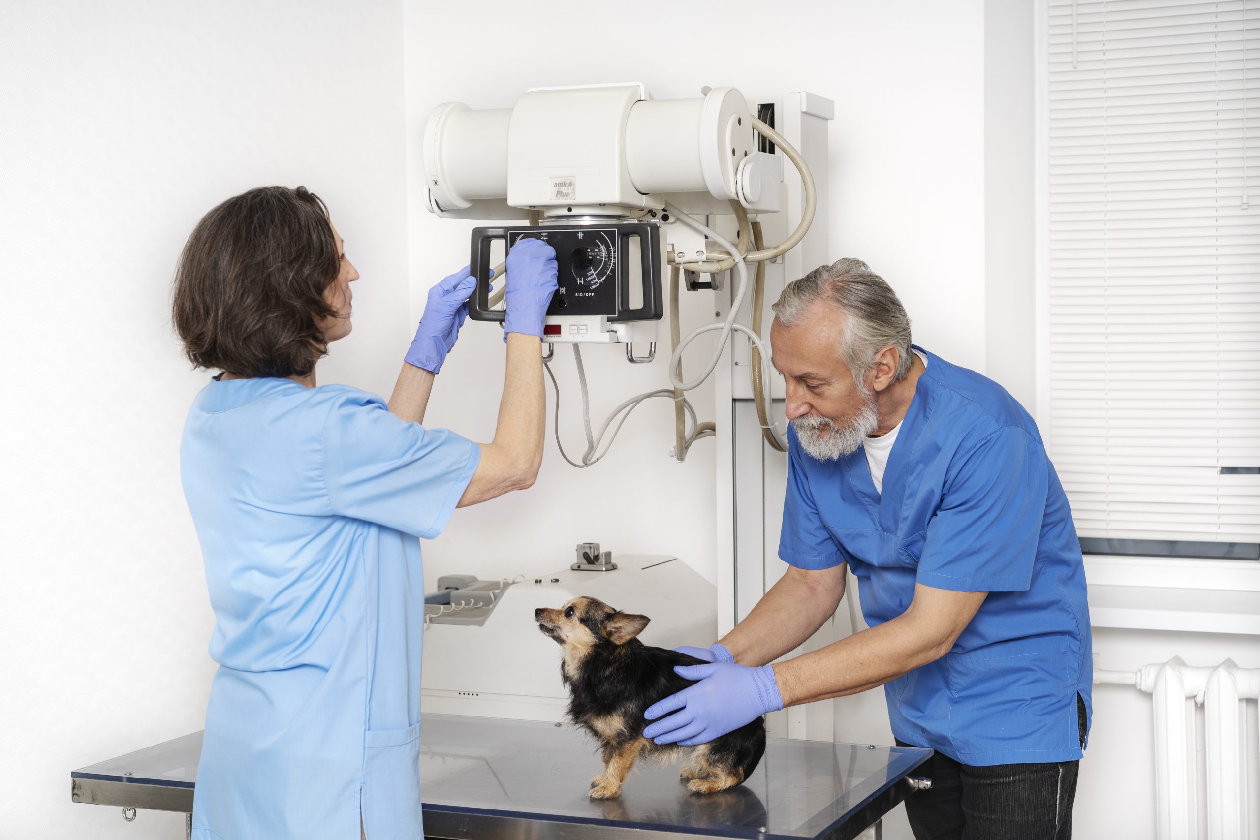 feche-o-medico-veterinario-cuidando-animal-de-estimacao